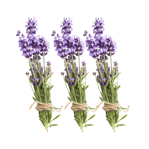 tres lavanda flores